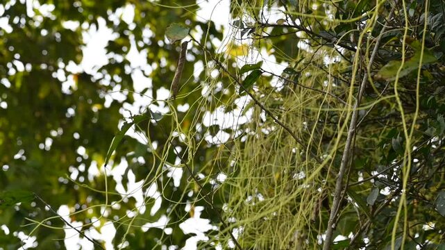 Cuscuta or Dodder plant. It is a genus species of yellow, orange,or red &nbsp;parasitic plants. Its can be identified by its thin stems appearing leafless,with the&nbsp;leaves&nbsp;reduced to minute scales. Amarbel.
