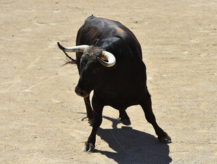 spanish bull in the bullring arena