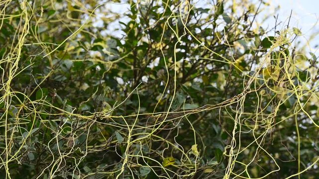 Cuscuta or Dodder plant. It is a genus species of yellow, orange,or red &nbsp;parasitic plants. Its can be identified by its thin stems appearing leafless,with the&nbsp;leaves&nbsp;reduced to minute scales. Amarbel.