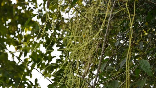 Cuscuta or Dodder plant. It is a genus species of yellow, orange,or red &nbsp;parasitic plants. Its can be identified by its thin stems appearing leafless,with the&nbsp;leaves&nbsp;reduced to minute scales. Amarbel.