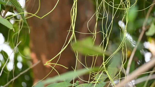 Cuscuta or Dodder plant. It is a genus species of yellow, orange,or red &nbsp;parasitic plants. Its can be identified by its thin stems appearing leafless,with the&nbsp;leaves&nbsp;reduced to minute scales. Amarbel.
