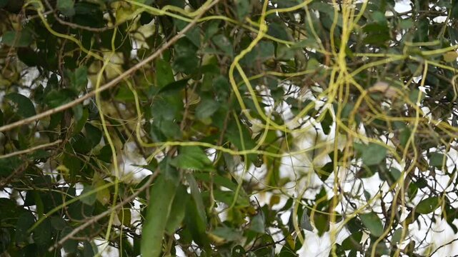 Cuscuta or Dodder plant. It is a genus species of yellow, orange,or red &nbsp;parasitic plants. Its can be identified by its thin stems appearing leafless,with the&nbsp;leaves&nbsp;reduced to minute scales. Amarbel.