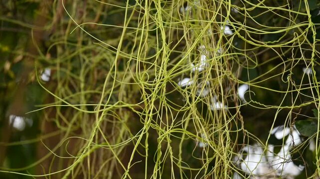 Cuscuta or Dodder plant. It is a genus species of yellow, orange,or red &nbsp;parasitic plants. Its can be identified by its thin stems appearing leafless,with the&nbsp;leaves&nbsp;reduced to minute scales. Amarbel.