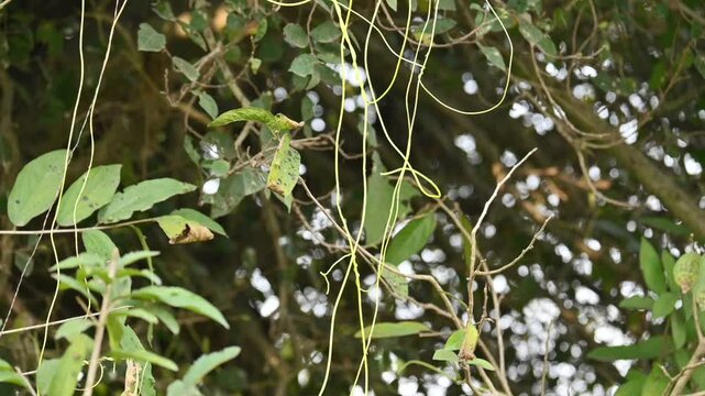 Cuscuta or Dodder plant. It is a genus species of yellow, orange,or red &nbsp;parasitic plants. Its can be identified by its thin stems appearing leafless,with the&nbsp;leaves&nbsp;reduced to minute scales. Amarbel.