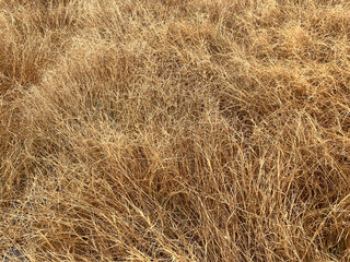 dry grass texture background