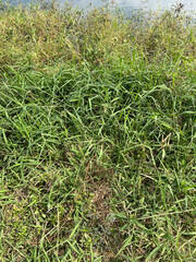 beautiful grass on the field