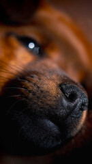 Close-Up of a Dog's Nose