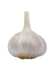 Single bulb of garlic