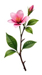 Single branch with leaves and flowers isolated on white background, white background, floral, nature photography