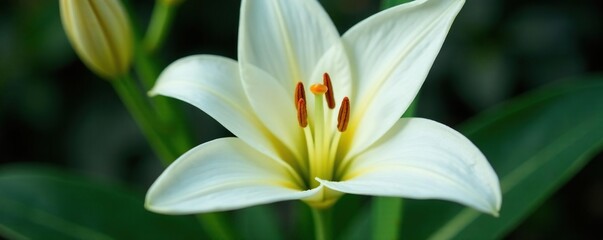 Fototapeta premium White petals of a lily forming a triangle shape, lilies, petal