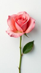 Delicate petal of rose isolated on pure white surface, flower, white, floral art