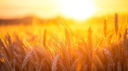 Obraz premium Sunset in a Wheat Field: Warm, Grainy Texture with Blurred Background