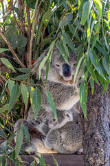 Close-up of a female Koala (Phascolarctos cinereus) looking towards the camera and her joey with eyes open clinging to her body. Koalas are native Australian marsupials.