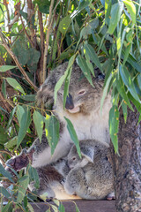 Close-up of a female Koala (Phascolarctos cinereus) extending her arm and her joey looking sleepy and clinging to her body. Koalas are native Australian marsupials.