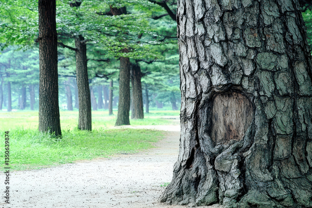 Poster tranquil forest pathway with majestic trees and unique texture on tree bark