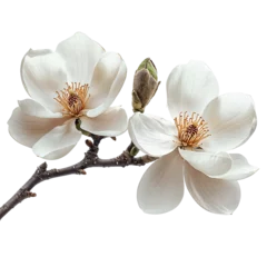 Fotobehang Magnolia magnolia blossom isolated on white background  © Wasai