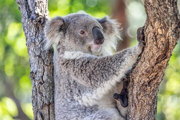 Close-up of a Koala (Phascolarctos cinereus) resting between tree branches, with claws holding on to the tree. Koalas are native Australian marsupials.