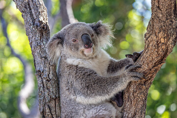 Close-up of a Koala (Phascolarctos cinereus) looking towards the camera while wedged between tree branches. Koalas are native Australian marsupials.