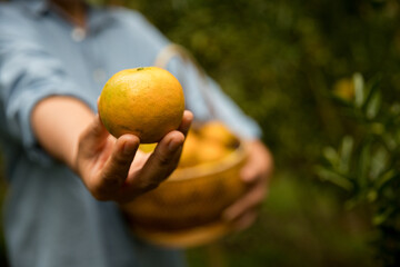 Business farm ripe orange concept farmer hand pick nature fruit citrus orchard mandarin tree...