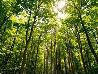 Obraz premium Dense forest with tall trees and green foliage, sunlight streaming through the canopy, creating a bright and serene nature landscape. Ai generative