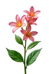 Naklejka premium Single stem with flowers isolated on white background with lush greenery, plant, isolated