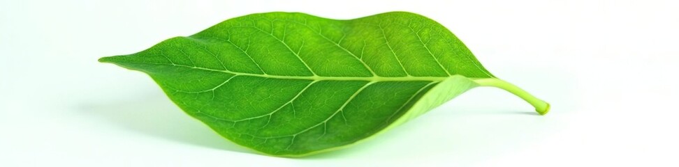Obraz premium A single large leaf with veins and texture isolated on white, tree leaves, plants