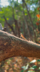 small mantis posing on a log
