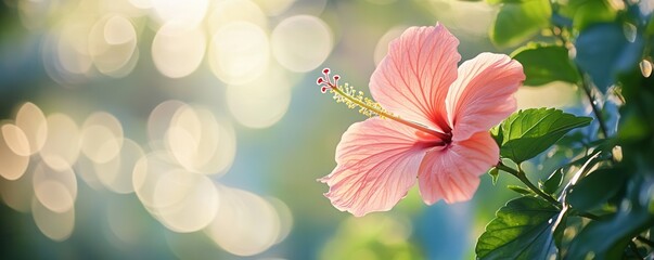 Fototapeta premium Pink hibiscus flower blooming in soft morning light.