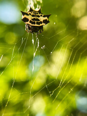 soldier spider weaving a web