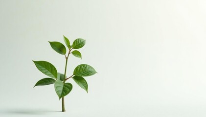 Single, delicate sapling against pure white backdrop, studio shot, minimal