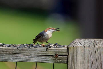 The brown-headed nuthatch (Sitta pusilla) in the garden. The brown-headed nuthatch is a small songbird endemic to pine forests throughout the Southeastern USA