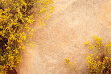 Bright yellow snakeweed flowers growing in the desert of Southern Utah USA, frame a slab of pale...