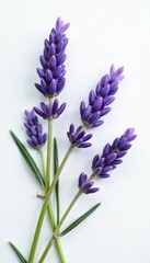 Naklejka premium Delicate sprigs of lavender on a plain surface, nature, white background