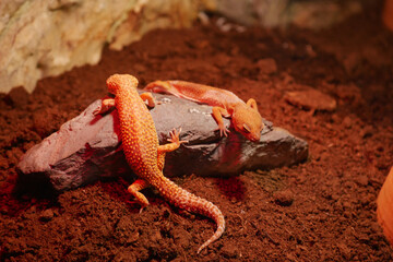 Two geckos resting on a rock in a warm habitat environment