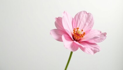 Obraz premium Delicate petal of flower isolated on white background, clean, nature