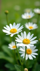 Obraz premium Close-up of delicate white daisies blooming in bright garden, bloom, beautiful, spring