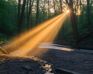 Obraz premium Sunlight streaming through forest trees over a tranquil flowing creek