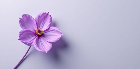 Softly bloomed purple flower on a light gray background, purple, nature, petals
