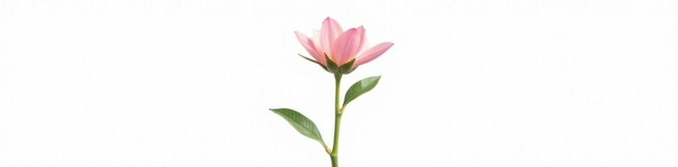 Fototapeta premium Single stem with flower top isolated on white, plant life, botanical details, botanical