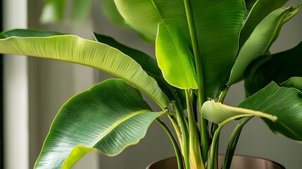 Vibrant indoor plant with large, lush leaves