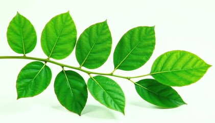 isolated eucalyptus leaves with veins visible, foliage, stem, green