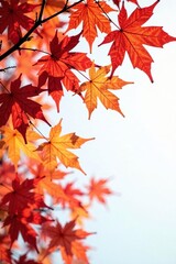 Branches of a maple tree against a clean white surface, tree branches,
