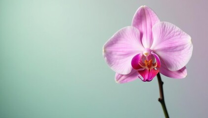 A single orchid bloom against a plain background, delicate, petals, green