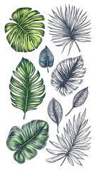 Detailed Botanical Sketch of Tropical Leaves Assortment Nature and Design Illustrations