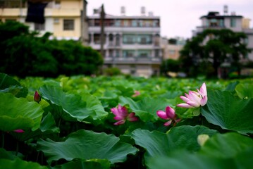 pink lotus flowers in lake filled with green lotus leaves, and asian city buildings in the background