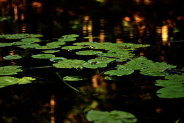 frogs and lily pads on lake with darkly reflective water