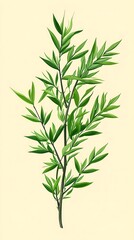 Fototapeta premium Elegant Botanical Illustration of Lush Green Willow Branches on a Soft Neutral Background Style Study