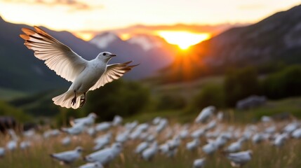 A majestic white bird soars through golden sunset skies. A flock of similar birds gathers below