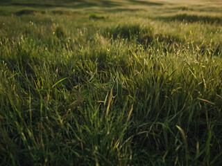 Fototapeta premium A freshly mowed, lush green lawn with sharp edges and neat appearance.