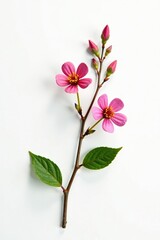 Fototapeta premium A small branch with flowers and leaves against a plain white background, natural elements, organic shapes